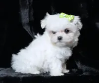 Brie, a female Maltese for sale in Rock Valley, IA – Photo 2 of 6