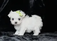 Brie, a female Maltese for sale in Rock Valley, IA – Photo 5 of 6