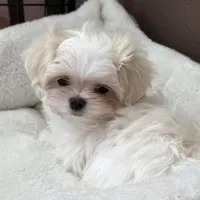 Oliver, a male Maltese for sale in Rock Valley, IA – Photo 3 of 5