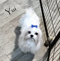 Brie, a female Maltese for sale in Rock Valley, IA – Photo 6 of 6