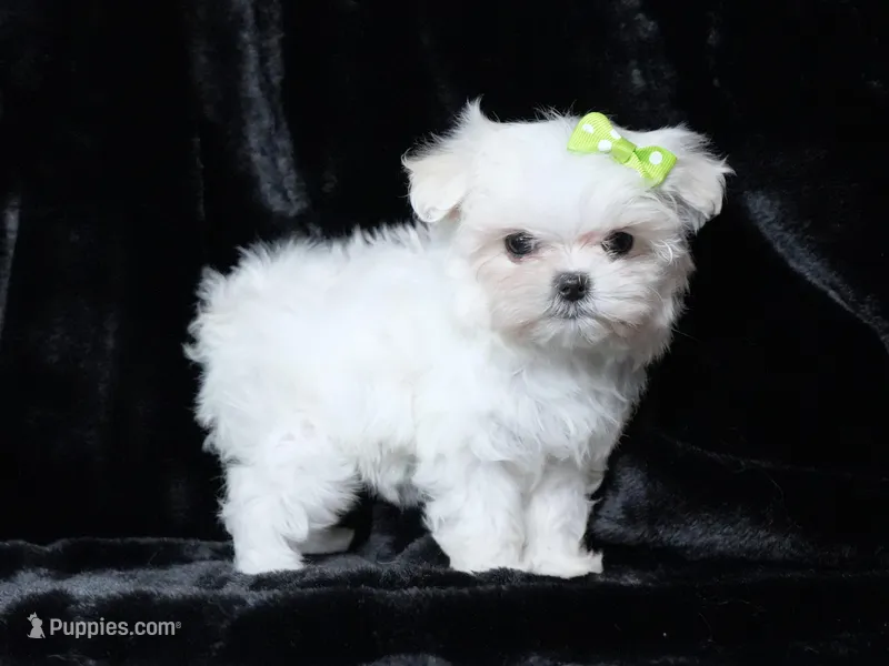 Brie – Maltese puppy for sale in Rock Valley, IA