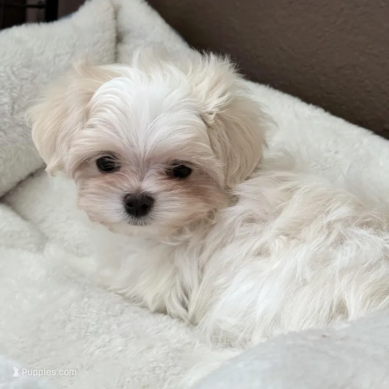Oliver – Maltese puppy for sale in Rock Valley, IA
