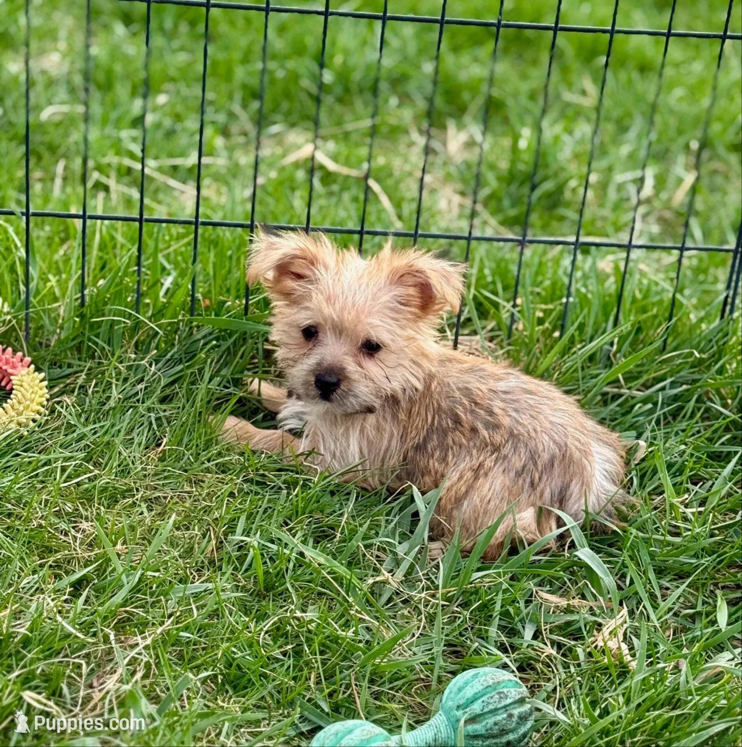 Mazie, a female Morkie for sale in Rock Valley, IA – 2 of 5