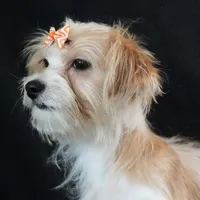 Bailey, a female Morkie for sale in Rock Valley, IA – 4 of 9