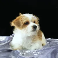 Bailey, a female Morkie for sale in Rock Valley, IA – 5 of 6