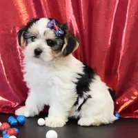 Oakley, a male Morkie for sale in Rock Valley, IA – 4 of 8