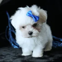 Benny, a male Maltese for sale in Rock Valley, IA – 3 of 8