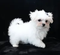 Oliver, a male Maltese for sale in Rock Valley, IA – 3 of 9