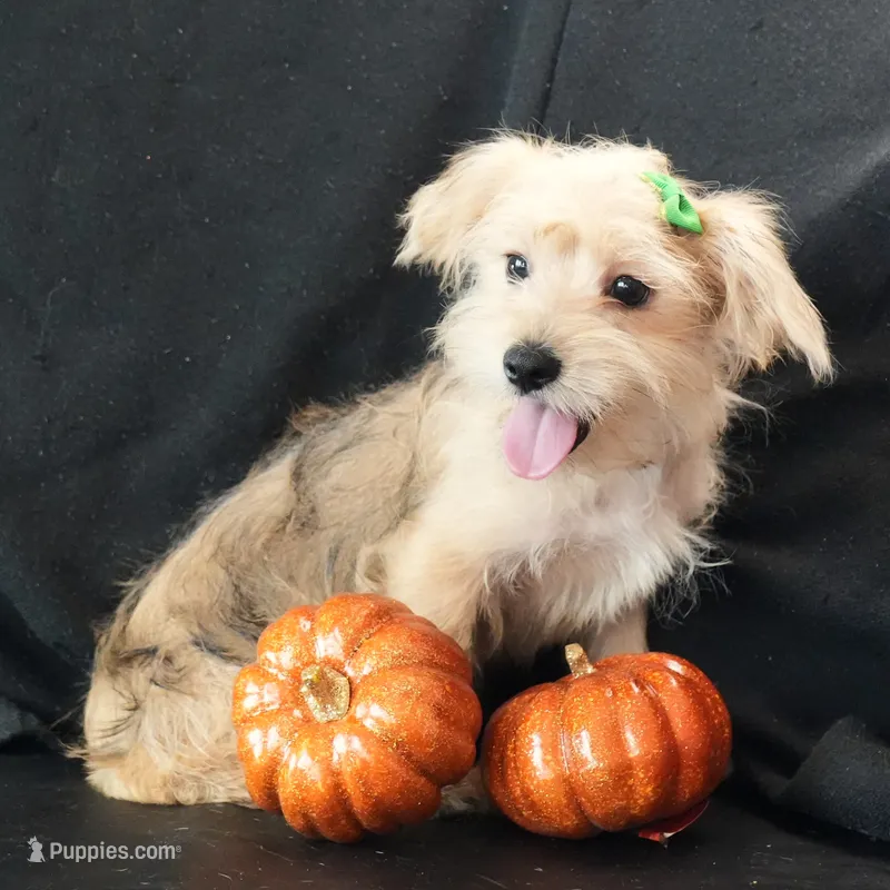 Sully – Morkie puppy for sale in Rock Valley, IA