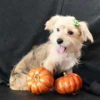 Sully, a male Morkie for sale in Rock Valley, IA – 1 of 8