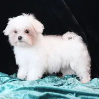 Jimmy, a male Maltese for sale in Rock Valley, IA – 2 of 4