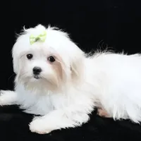 Jimmy, a male Maltese for sale in Rock Valley, IA – 4 of 8