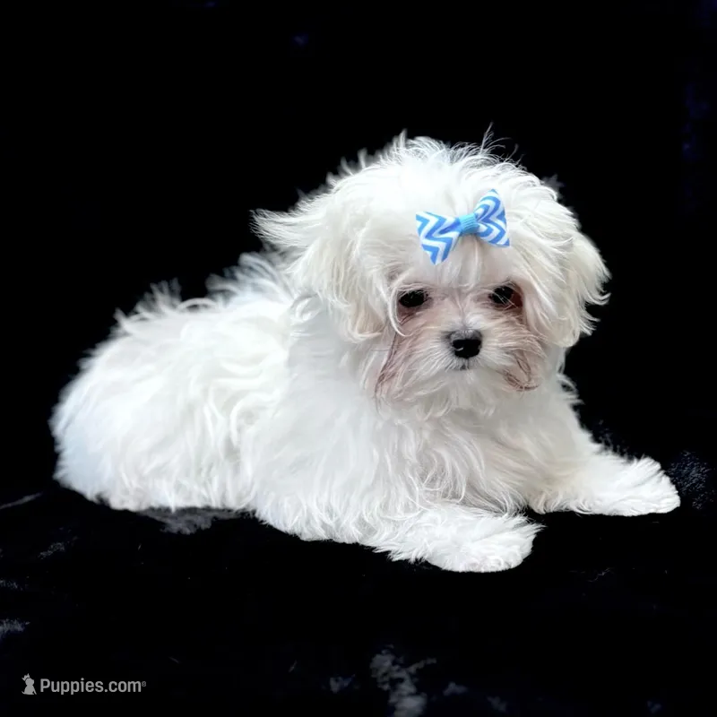 Oliver – Maltese puppy for sale in Rock Valley, IA