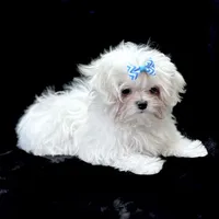 Oliver, a male Maltese for sale in Rock Valley, IA – 1 of 8
