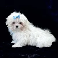 Oliver, a male Maltese for sale in Rock Valley, IA – 3 of 8
