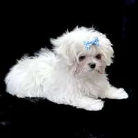 Oliver, a male Maltese for sale in Rock Valley, IA – 2 of 8