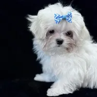 Oliver, a male Maltese for sale in Rock Valley, IA – 5 of 8