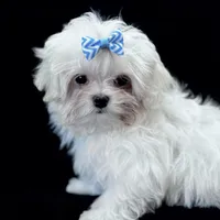 Oliver, a male Maltese for sale in Rock Valley, IA – 4 of 8