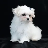 Oliver, a male Maltese for sale in Rock Valley, IA – 5 of 9