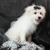 Willow, a female Maltipom for sale in Rock Valley, IA – 3 of 8
