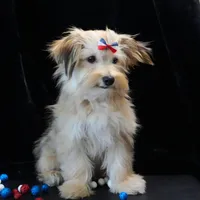 Theo, a male Morkie for sale in Rock Valley, IA – 5 of 7
