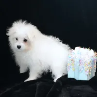 Willow, a female Maltipom for sale in Rock Valley, IA – 6 of 7
