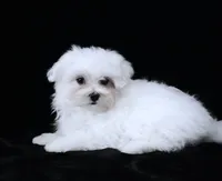 Rory, a male Maltese for sale in Rock Valley, IA – 4 of 5