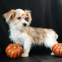 Bailey, a female Morkie for sale in Rock Valley, IA – 2 of 9