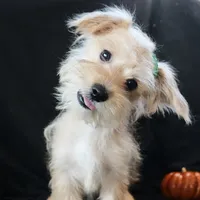 Sully, a male Morkie for sale in Rock Valley, IA – 5 of 8