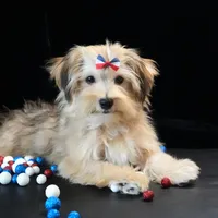 Theo, a male Morkie for sale in Rock Valley, IA – 3 of 7