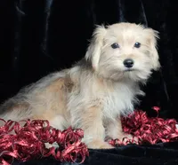 Brody, a male Morkie for sale in Rock Valley, IA – Photo 2 of 4
