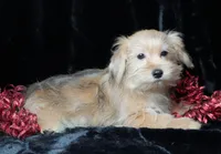 Brody, a male Morkie for sale in Rock Valley, IA – Photo 1 of 4