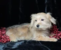 Brody, a male Morkie for sale in Rock Valley, IA – Photo 3 of 4