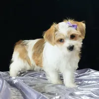 Bailey, a female Morkie for sale in Rock Valley, IA – 3 of 6