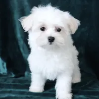 Scout, a male Maltese for sale in Rock Valley, IA – Photo 5 of 7