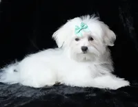 Scout, a male Maltese for sale in Rock Valley, IA – Photo 4 of 7