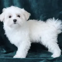 Scout, a male Maltese for sale in Rock Valley, IA – Photo 6 of 7