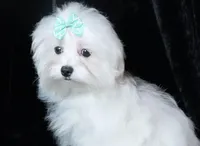 Scout, a male Maltese for sale in Rock Valley, IA – Photo 2 of 7