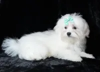 Scout, a male Maltese for sale in Rock Valley, IA – Photo 3 of 7