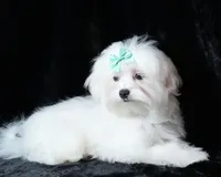 Scout, a male Maltese for sale in Rock Valley, IA – Photo 1 of 7