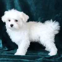 Scout, a male Maltese for sale in Rock Valley, IA – Photo 7 of 7