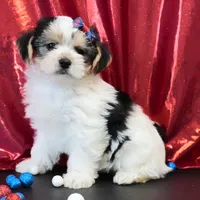 Oakley, a male Morkie for sale in Rock Valley, IA – 1 of 8