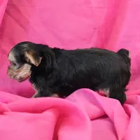 Penny, a female Morkie for sale in Rock Valley, IA – 3 of 6