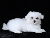 Rory, a male Maltese for sale in Rock Valley, IA – 5 of 5