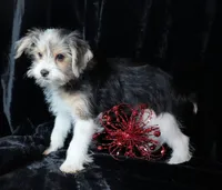 Paxton, a male Morkie for sale in Rock Valley, IA – Photo 3 of 4