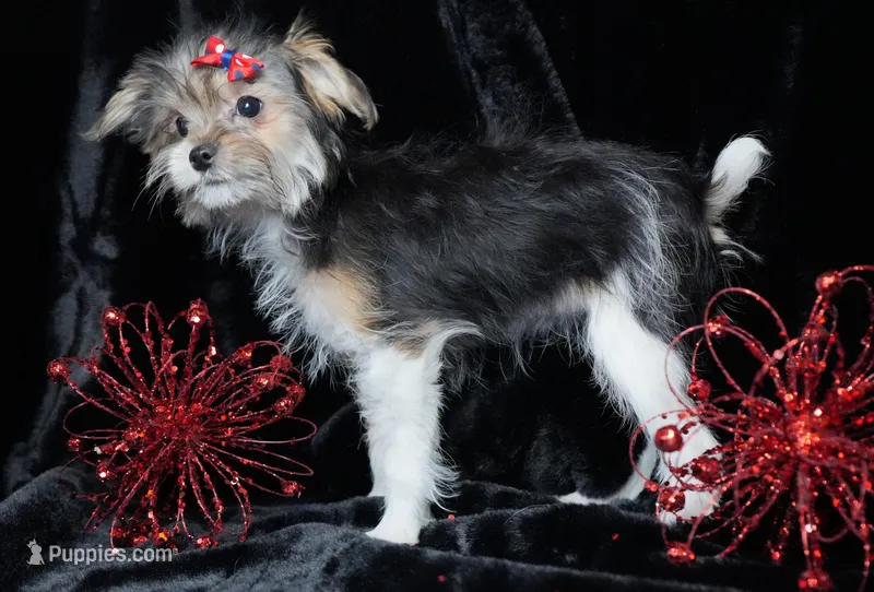 Macie – Morkie puppy for sale in Rock Valley, IA