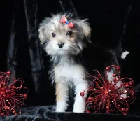 Macie, a female Morkie for sale in Rock Valley, IA – Photo 3 of 3