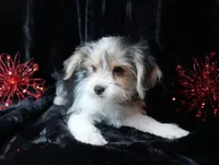 Paxton, a male Morkie for sale in Rock Valley, IA – Photo 4 of 4