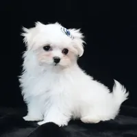 Oliver, a male Maltese for sale in Rock Valley, IA – 2 of 9