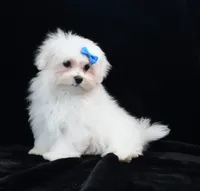 Rory, a male Maltese for sale in Rock Valley, IA – 2 of 5